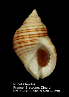 Nucella lapillus (7).jpg - Nucella lapillus(Linnaeus,1758)